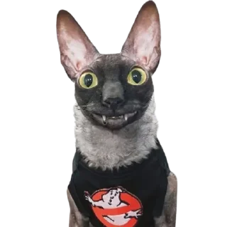Telegram sticker 😃 @just_a_humble_cat Lots Of Cats