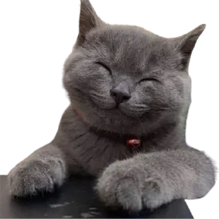 Telegram sticker ☺ @just_a_humble_cat Lots Of Cats