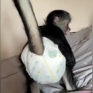 Video sticker 😝 Monkeys ¦ @figurinhasWa
