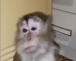 Video sticker 🙄 Monkeys ¦ @figurinhasWa