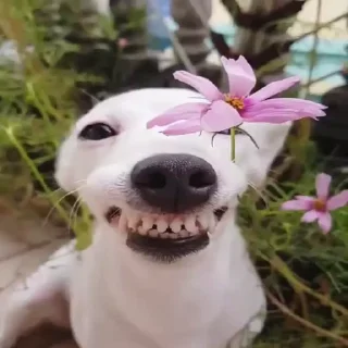 Video sticker 🐶 Blake Fav :)