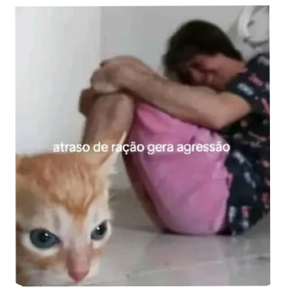 Video sticker 🐱 Shitpost