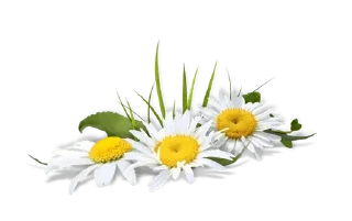 Video sticker 🍂 @gifsandimages nice — @stckrRobot