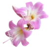 Sticker 🌸 flowers aesthetics | @ritataro