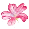 Video sticker 💐 flowers aesthetics...
