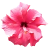 Sticker 🌺 flowers aesthetics | @ritataro