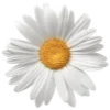 Sticker 🌼 flowers aesthetics | @ritataro