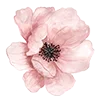 Sticker 🌸 flowers aesthetics...
