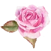 Video sticker 🌺 flowers aesthetics...