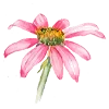 Video sticker 🌷 flowers aesthetics...