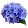 Sticker 🪻 flowers aesthetics | @ritataro