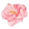 Video sticker 🌸 flowers aesthetics...