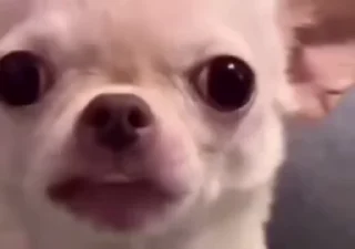 Video sticker 👹 Kya dekh rha ho (adult edition) 🌚