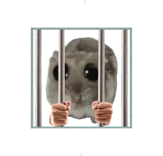 Telegram sticker 🥺 Курва хомік @Ua_anime_stickers