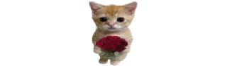 Video sticker 🐈 @ministicers :: cr. @emoji_premium