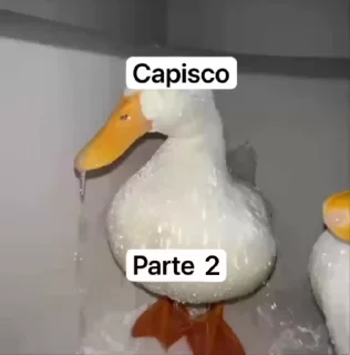 Video sticker 🌟 Capisco di Sex —> @CapiscoMansticker