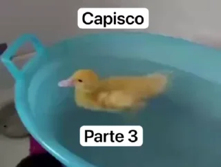 Video sticker 🌟 Capisco di Sex —> @CapiscoMansticker