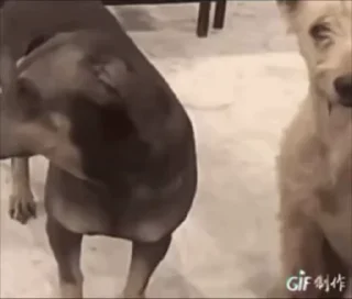 Video sticker 🌟 电话短信轰炸|飞机海外账户购买 @xiatianddeye