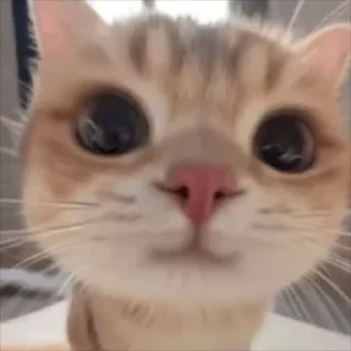 Video sticker 🌟 电话短信轰炸|飞机海外账户购买 @xiatianddeye