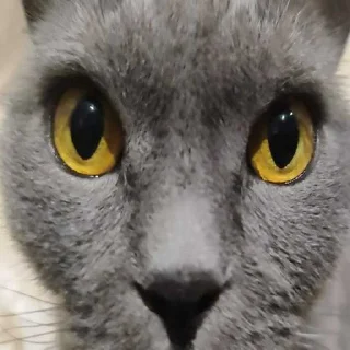 Telegram sticker 😱 Масик ➡️ @Ctikerubot