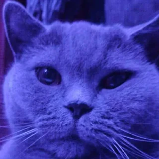 Telegram sticker 🥹 Масик ➡️ @Ctikerubot