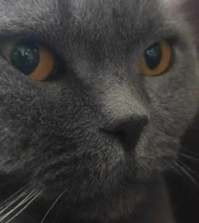 Telegram sticker 😔 Масик ➡️ @Ctikerubot