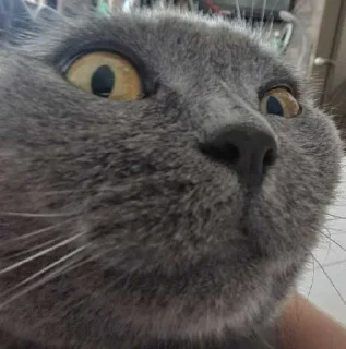 Sticker ☺️ Масик ➡️ @Ctikerubot