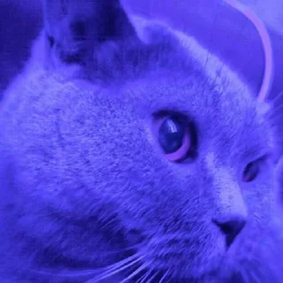 Telegram sticker 🙈 Масик ➡️ @Ctikerubot