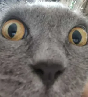 Video sticker 😳 Масик ➡️ @Ctikerubot