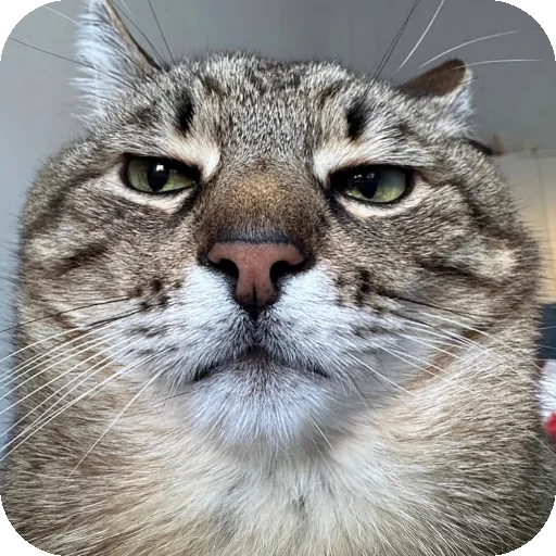 Telegram sticker 👍 sabylist