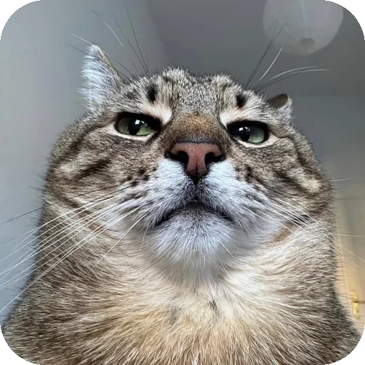 Sticker 👍 sabylist