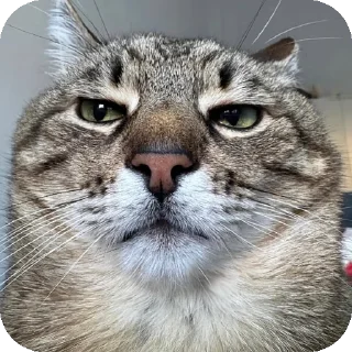 Video sticker 👍 sabylist