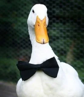 Video sticker 🤵 🦢Swanbutgoose🪿 :: @fStikBot