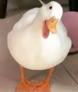 Telegram sticker 😄 🦢Swanbutgoose🪿 :: @fStikBot