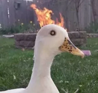 Video sticker 🔥 🦢Swanbutgoose🪿 :: @fStikBot