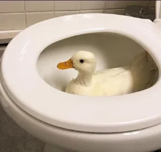 Telegram sticker 🚽 🦢Swanbutgoose🪿 :: @fStikBot