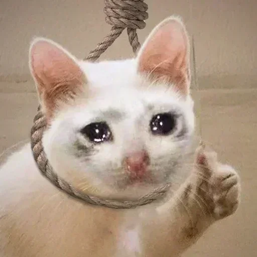 Telegram sticker 🤣 Sainwinian — @stckrRobot