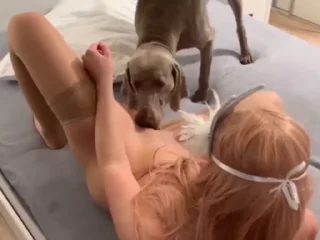 Video sticker 🦙 ANIMAL FUCK 🐶 @STKRFUK