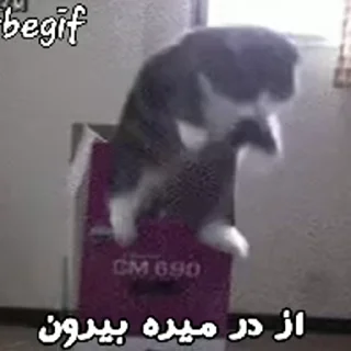 Video sticker 🔽 LOL اِلوا pack