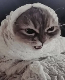 Telegram sticker 🌟 @Raven96