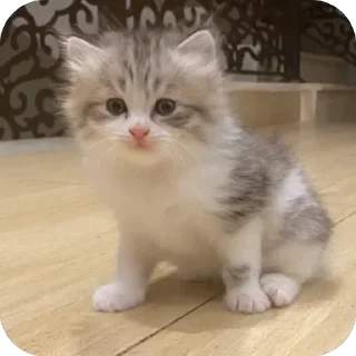 Telegram sticker 😀 @Raven96