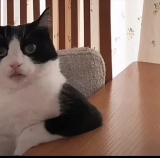 Telegram sticker 🌟 @Raven96