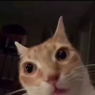 Video sticker 🎱 @Raven96