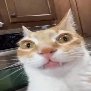 Video sticker 🙍 @Raven96