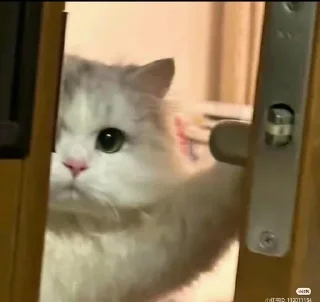 Telegram sticker 🌟 @Raven96