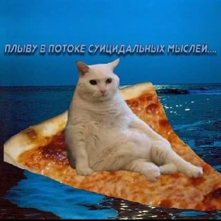 Video sticker 😰 Вселенная котиков @footpic6