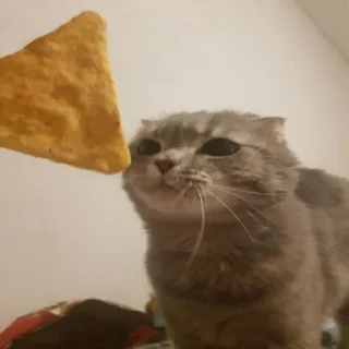 Телеграм стикер 😼 Вселенная котиков @footpic6