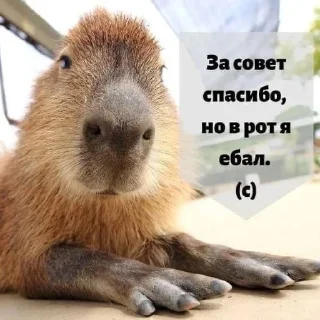 Телеграм стикер 😠 Вселенная котиков @footpic6