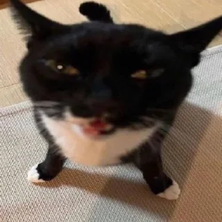 Sticker 😺 Вселенная котиков @footpic6