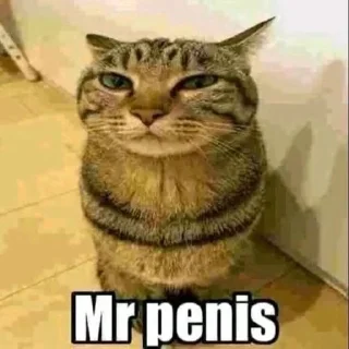 Video sticker 🥸 Вселенная котиков @footpic6